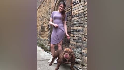 American Bully dog, demon return angel?