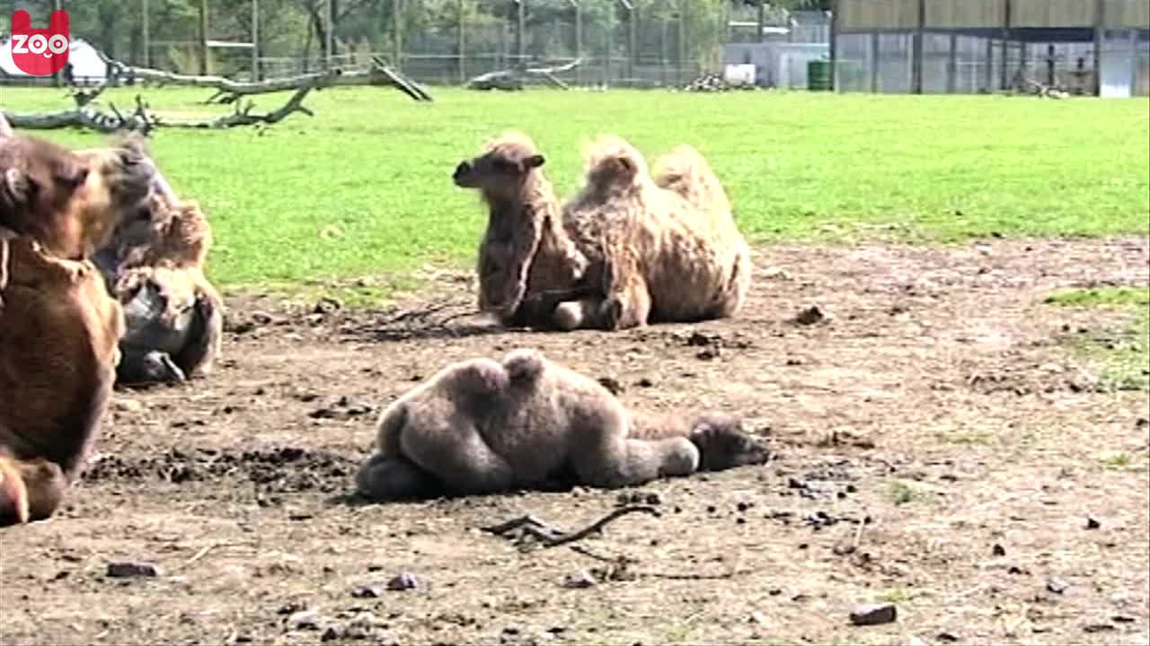 Elizabeth The Baby Camel