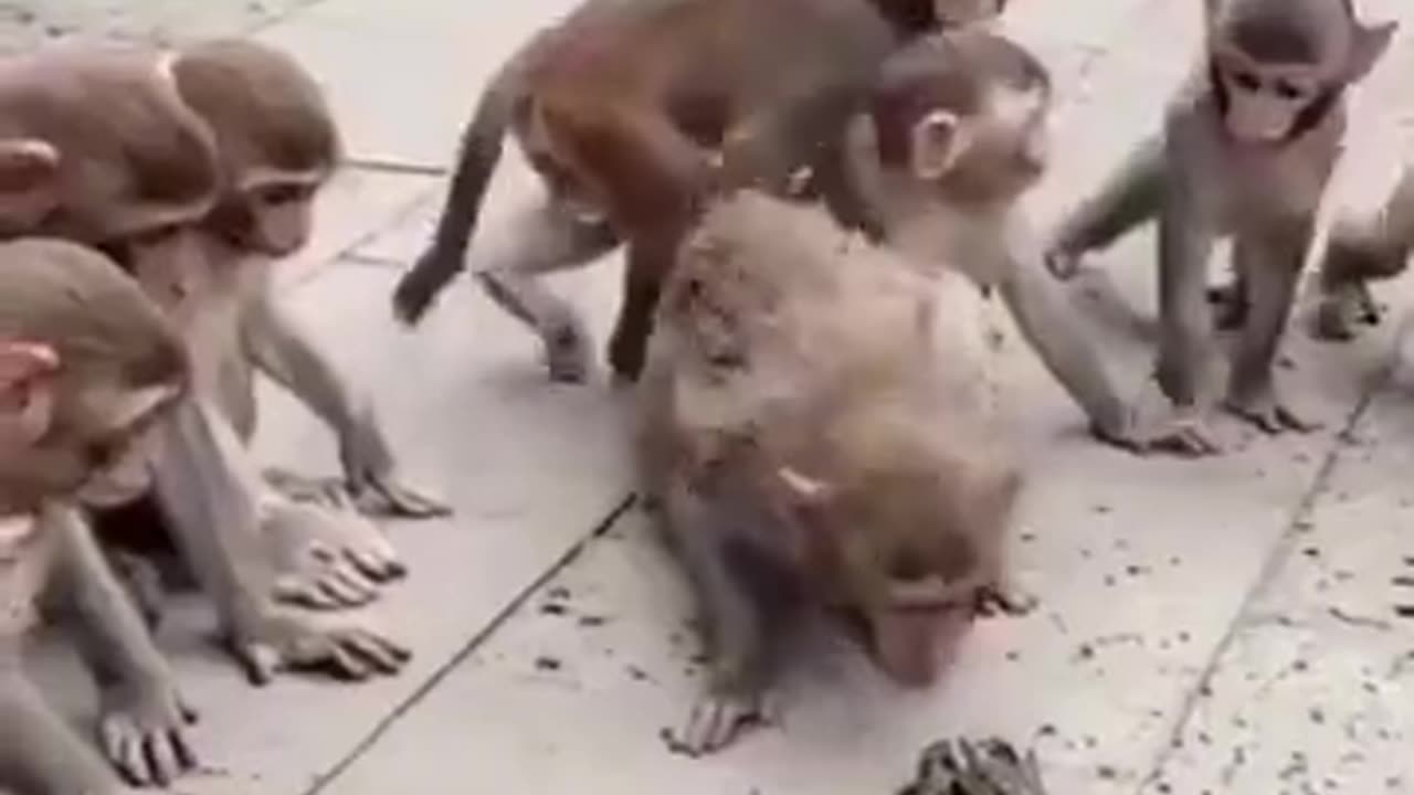 Monkey Playing