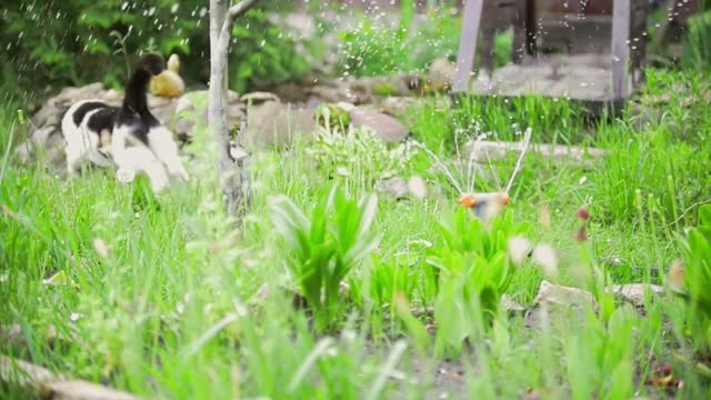 The cat is afraid of water and jumps in garden, summer day