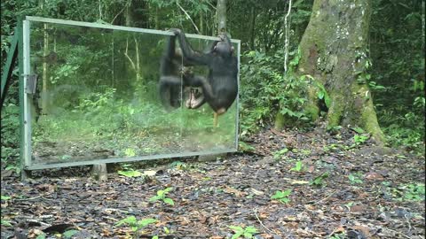 Some chimps are angry at mirrors, while others are calm