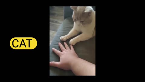 Cat videos part 4 🤣🤣🤣🤣🤣