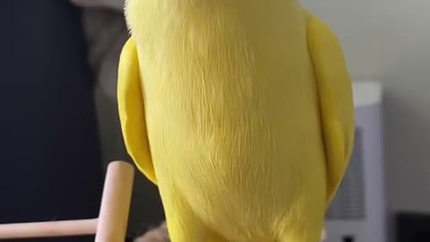 A lovely parrot