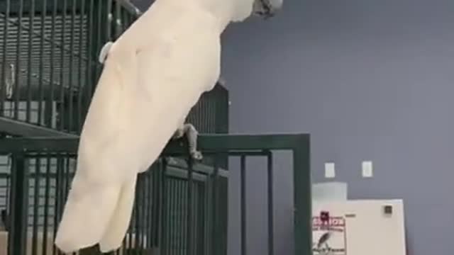 cockatoo dancing