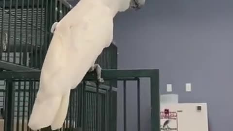 cockatoo dancing