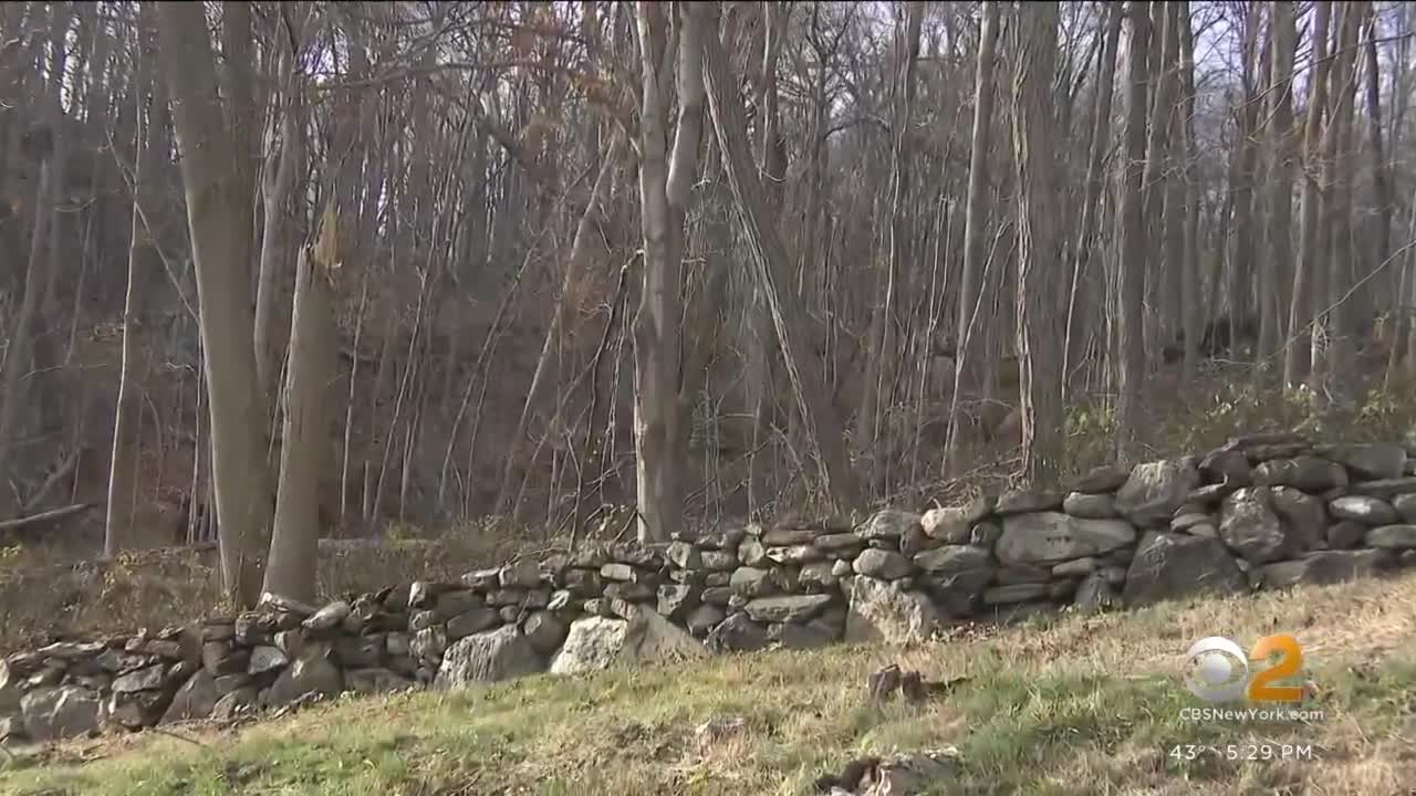 Wild coyote attacks 2 women in Westchester