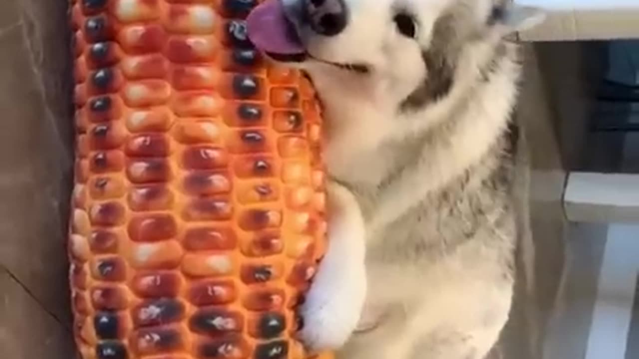 Dog with huge corn 😂😂