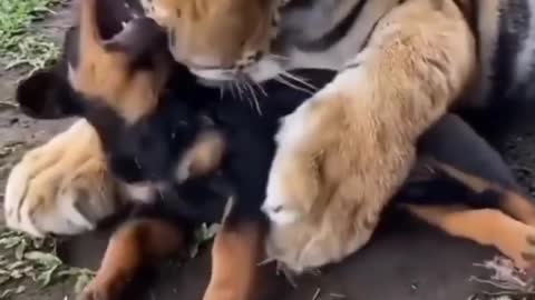 Dog and tiger friendly action