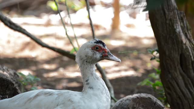 How Male Ducks Sleep In Mid Day