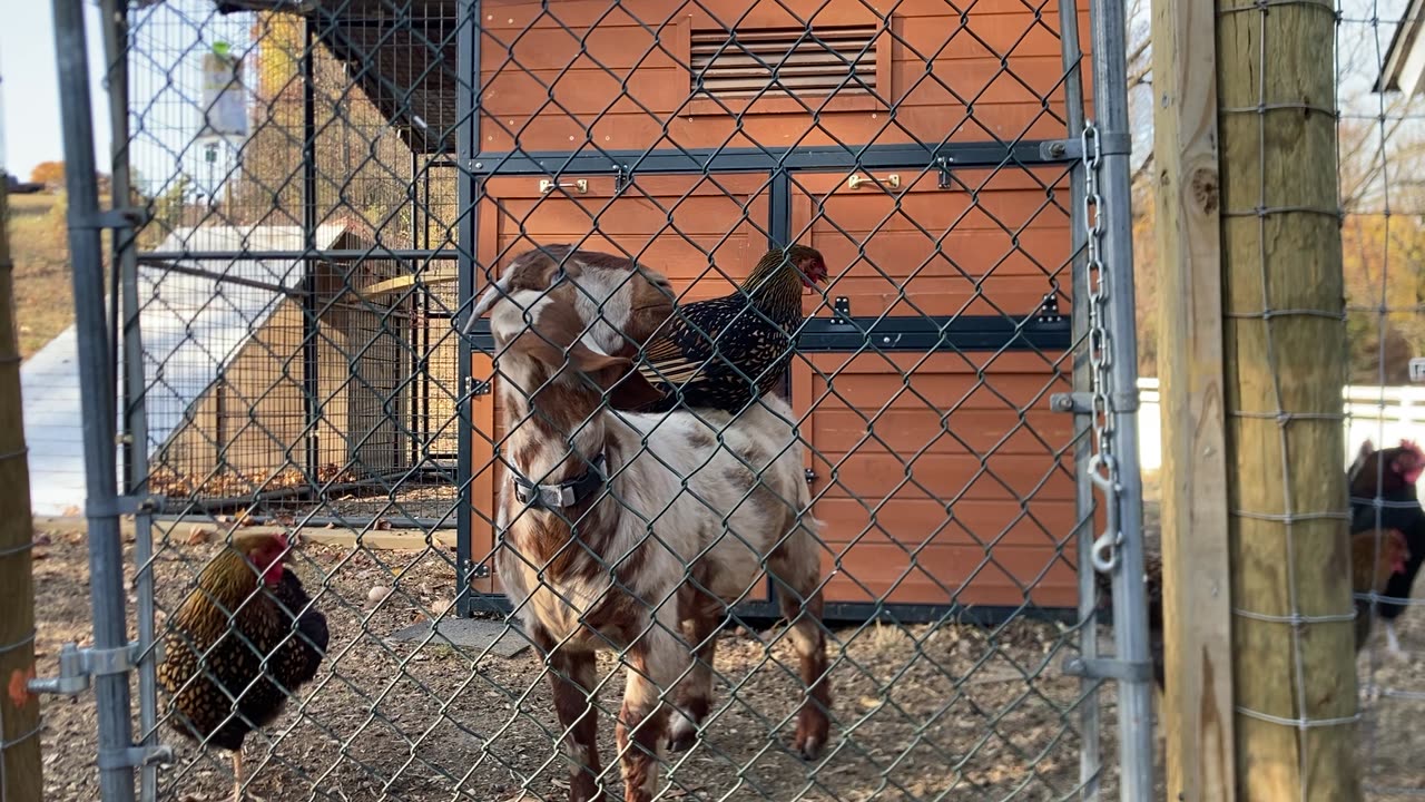 Chicken Sits On Goat Friend