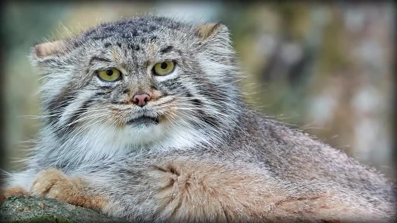 Pallas’s Cat: The Original Grumpy Cat