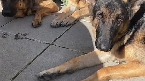 Dogs can hear much better than humans.