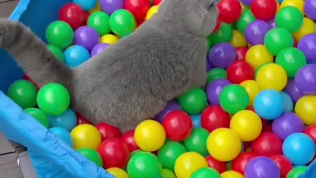 Kucing lucu yang sedang asyik bermain.