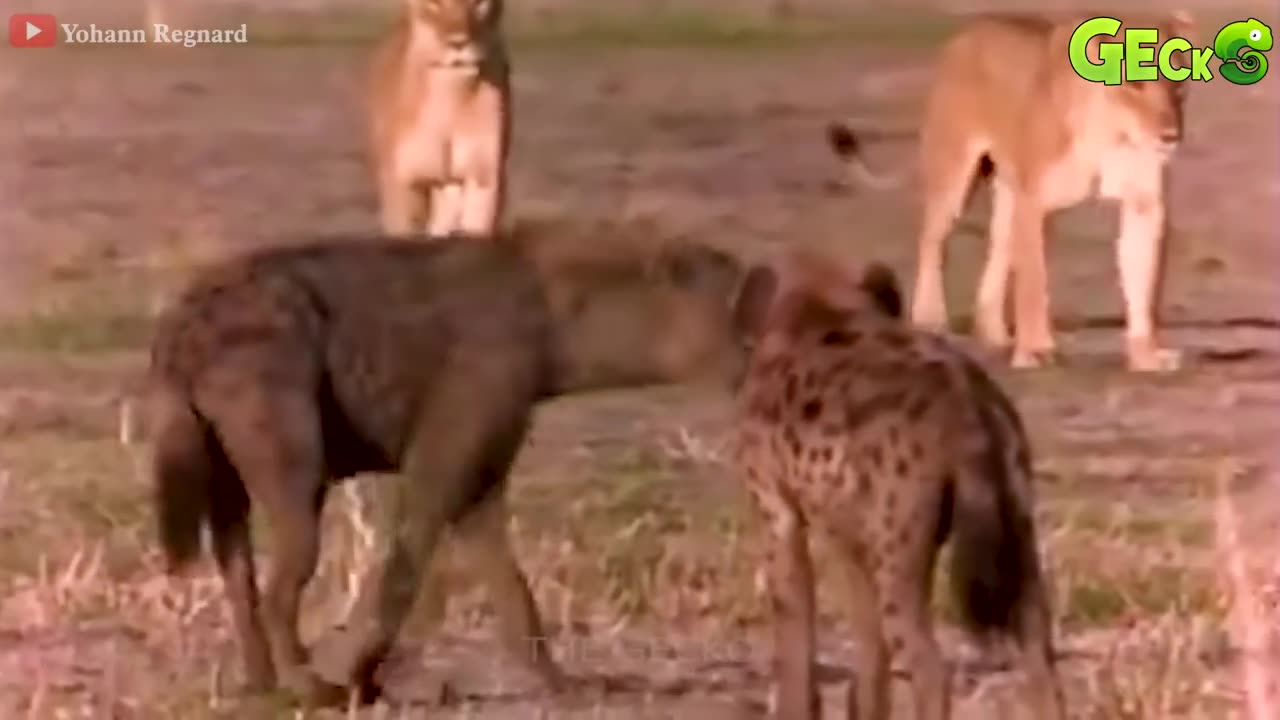 30 Moments wild Hyenas face the Deadliest predators in the wild animals fight