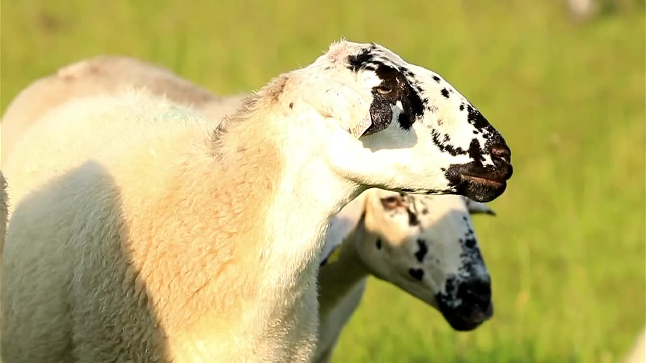 animals #cuteanimals #pets #wildlife #baby #cutepets #animal #animalsofinstagram.