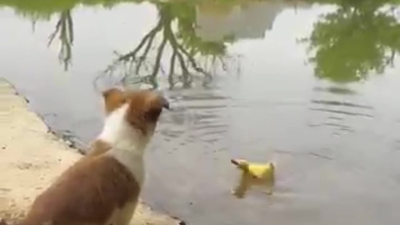 Puppy And Duckling ! The Most Adorable Friendship Ever Captured !