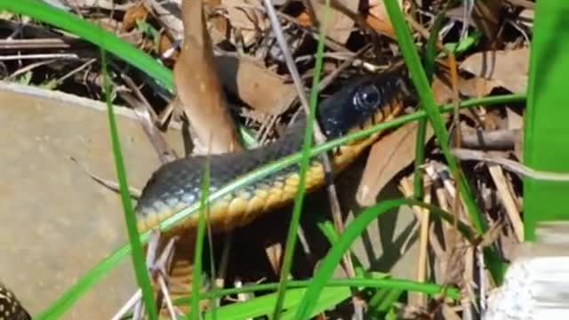 Snake eats snake😱 #wildanimals #snake #snakesoftiktok #animals(1)