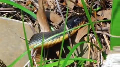 Snake eats snake😱 #wildanimals #snake #snakesoftiktok #animals(1)