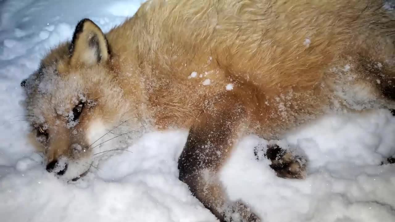 Finnegan fox dives through the snow!