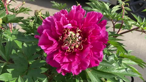 Canadian Peony Society Virtual Show