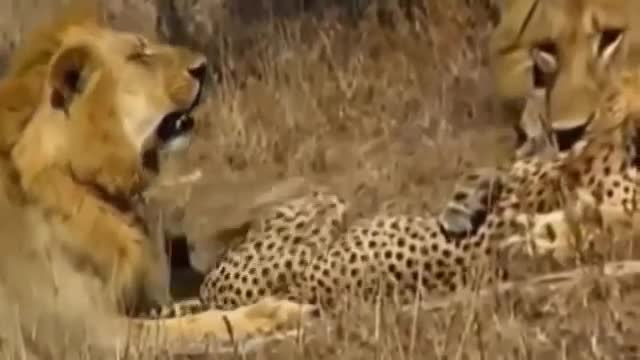 Lion vs cheetah fight