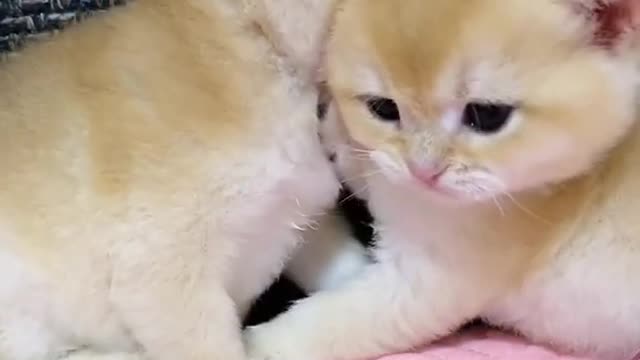 OMG So Cute Cats ♥ Best Funny Cat ❤️🐈Videos 2021 #shorts
