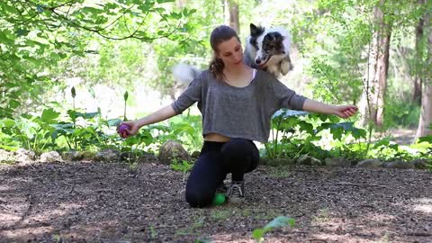Cheza, Border Collie ~ 3 Years [Tricks & Frisbee]