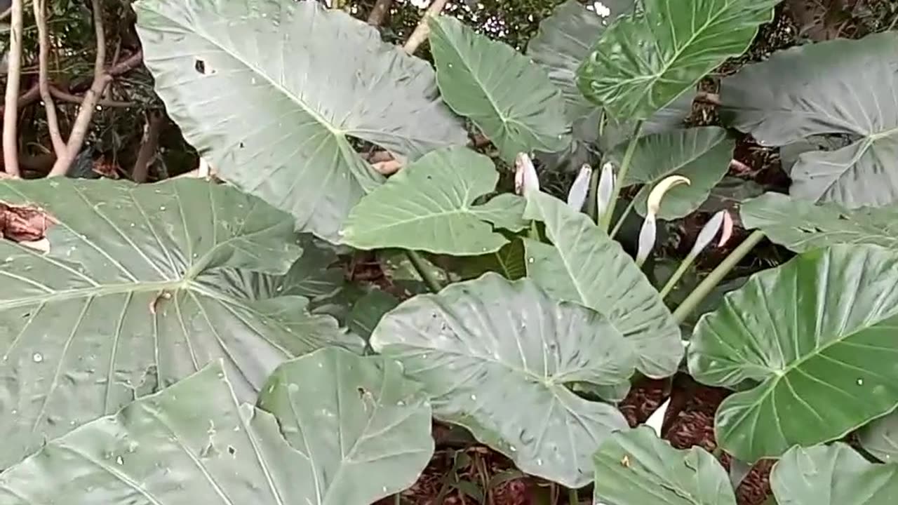 Floresta de yames