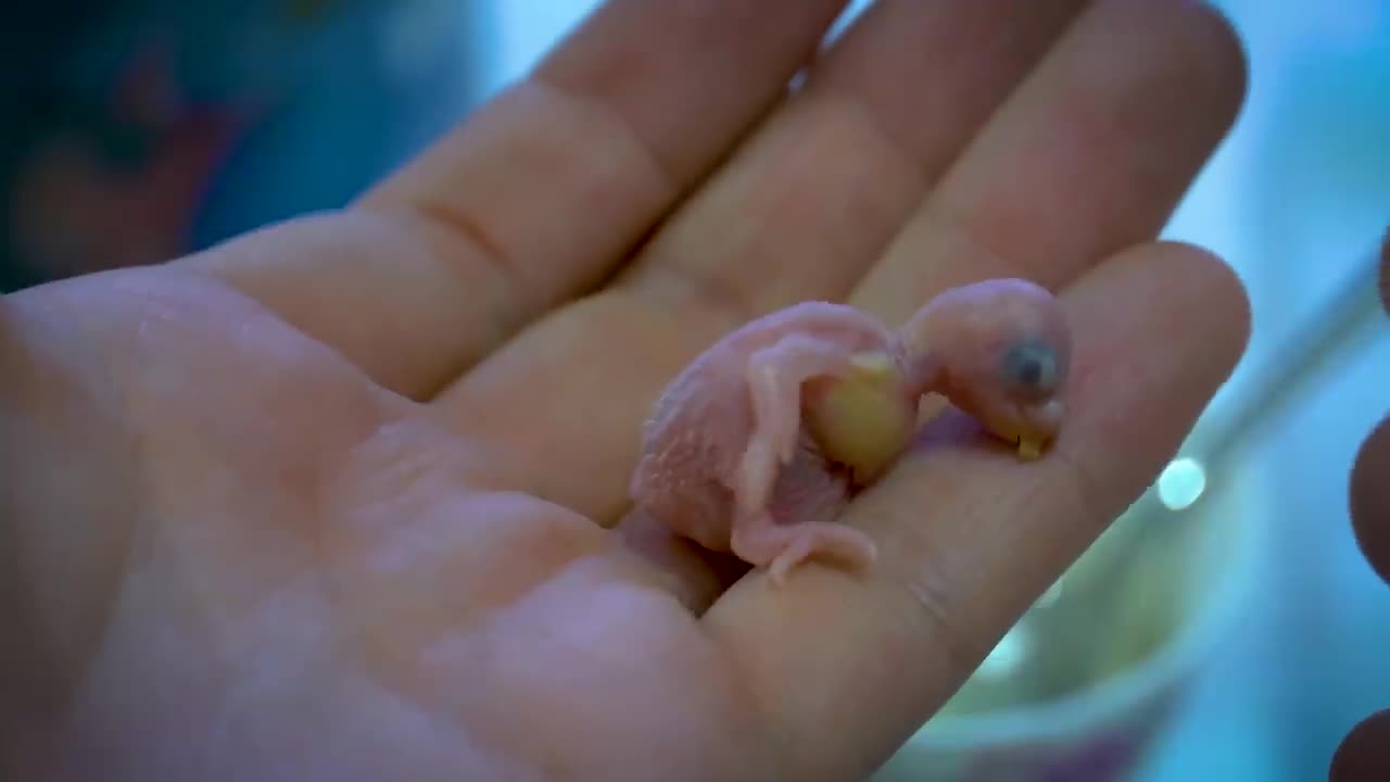 How baby Budgie grows up? From Hatching to Hand Feeding