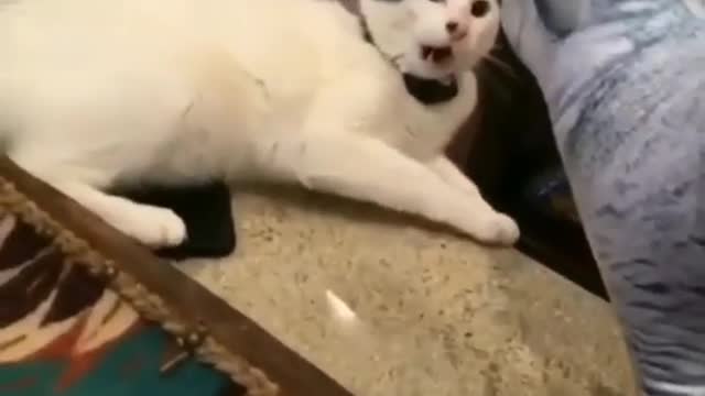 funny cat videos