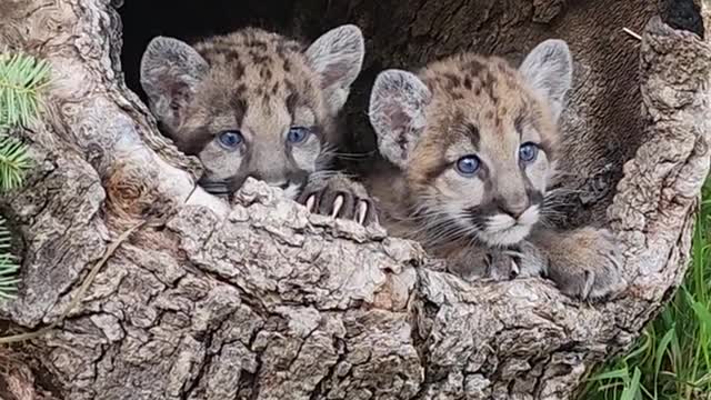 Mountain lion cutest cubs