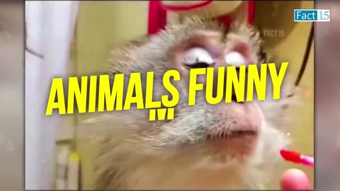 Funny animal video