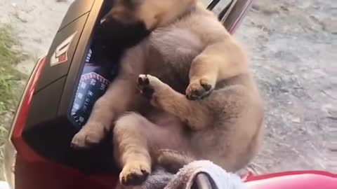 Sporty and sleepy dogs