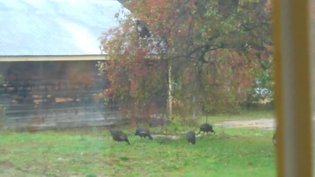 Wild Turkeys