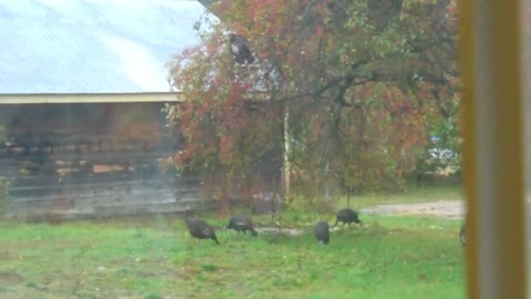 Wild Turkeys