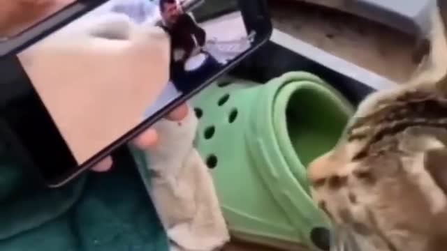 funny cat videos make you laugh