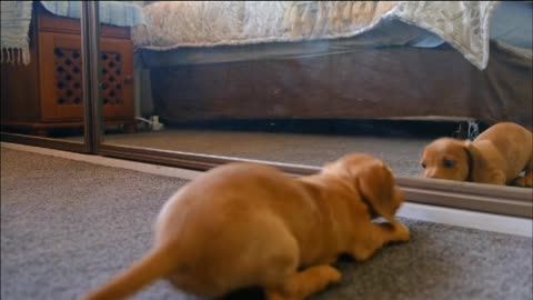 What a funny, a cute Dog is scaring while seeing his face in mirror,