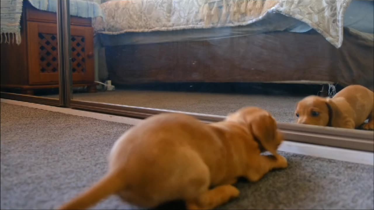 What a funny, a cute Dog is scaring while seeing his face in mirror,