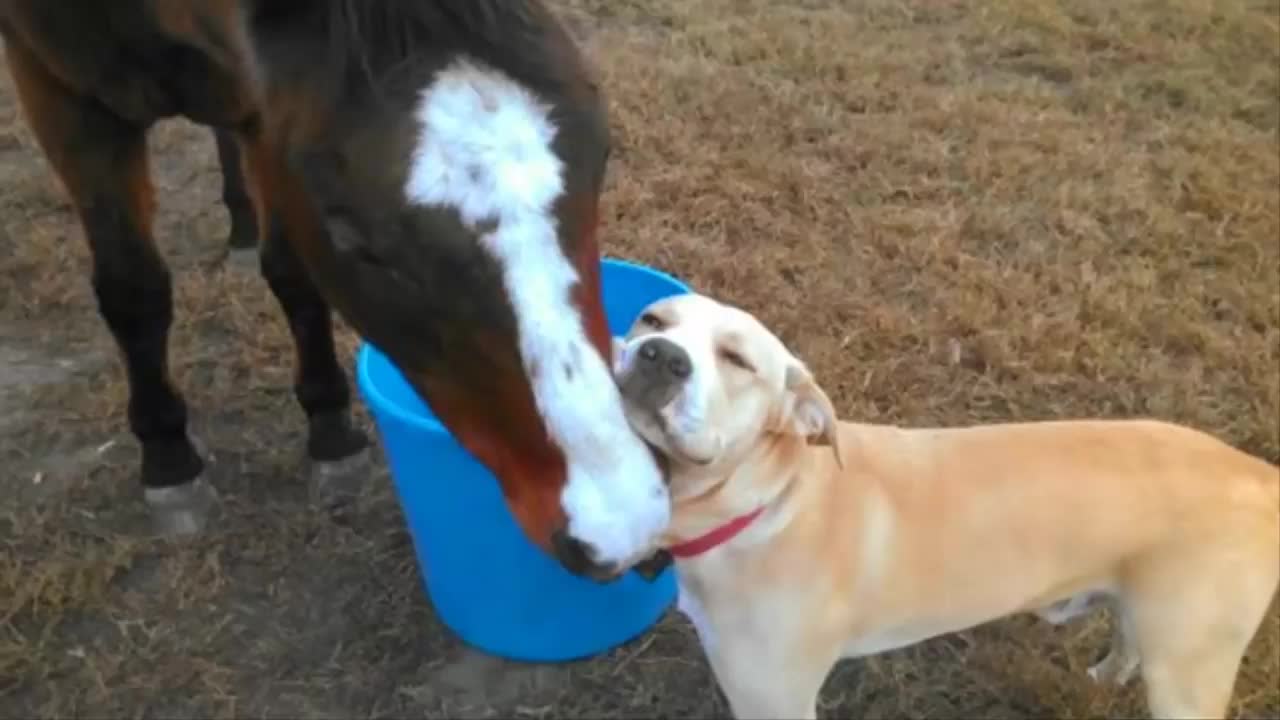 Dog and horse funny video