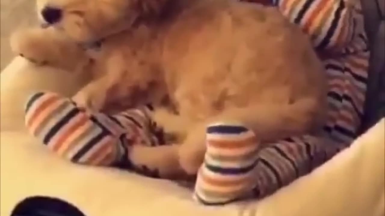 Little dog and little baby spending quality time together see reaction