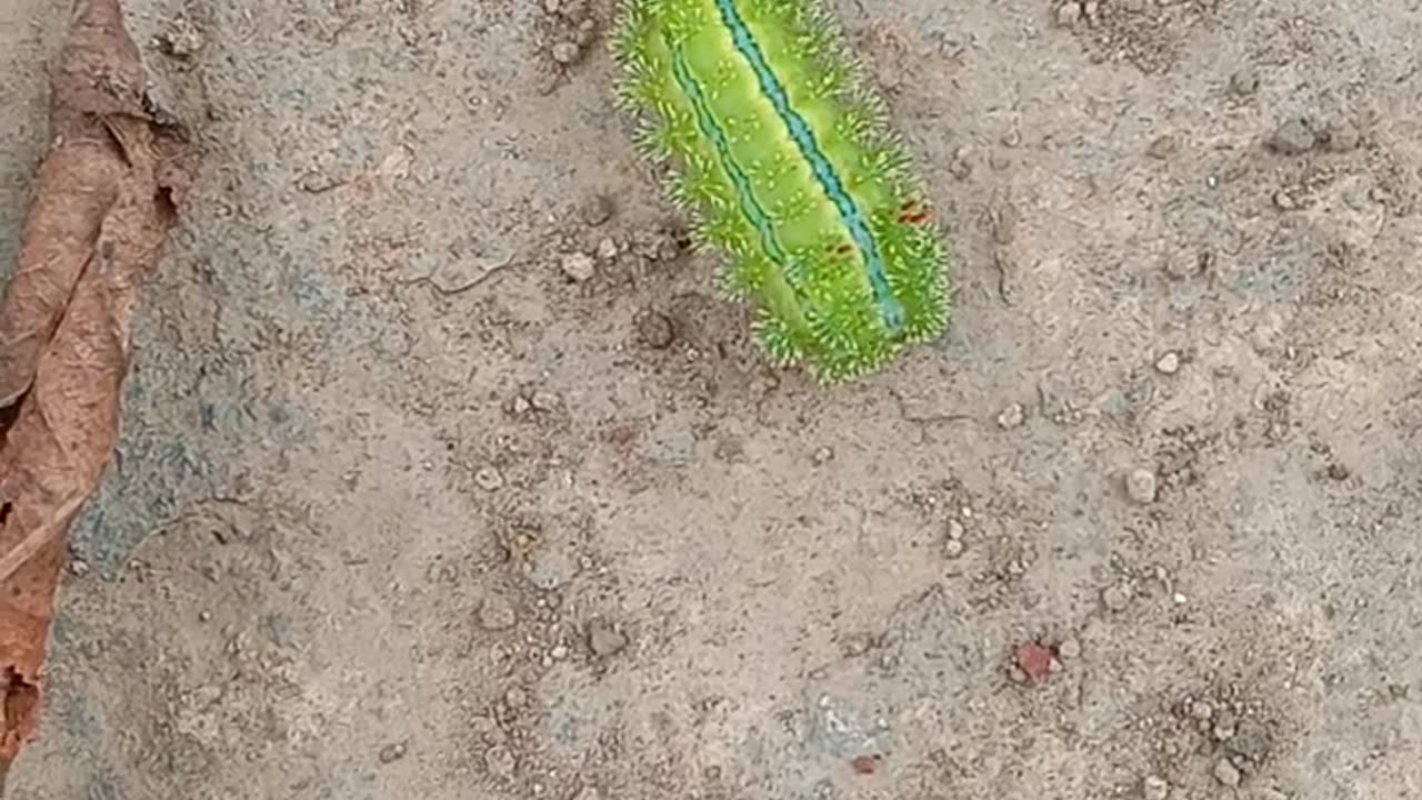 caterpillar it's beautiful