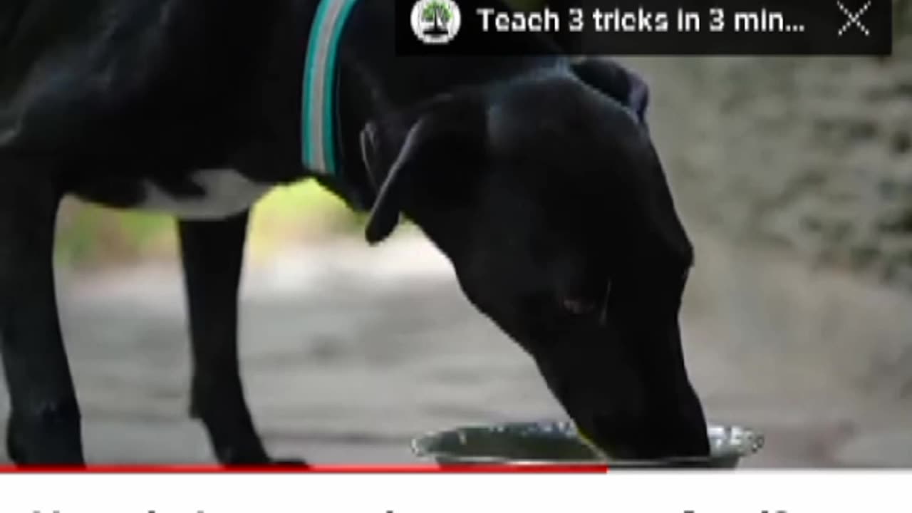 Training dog for eat