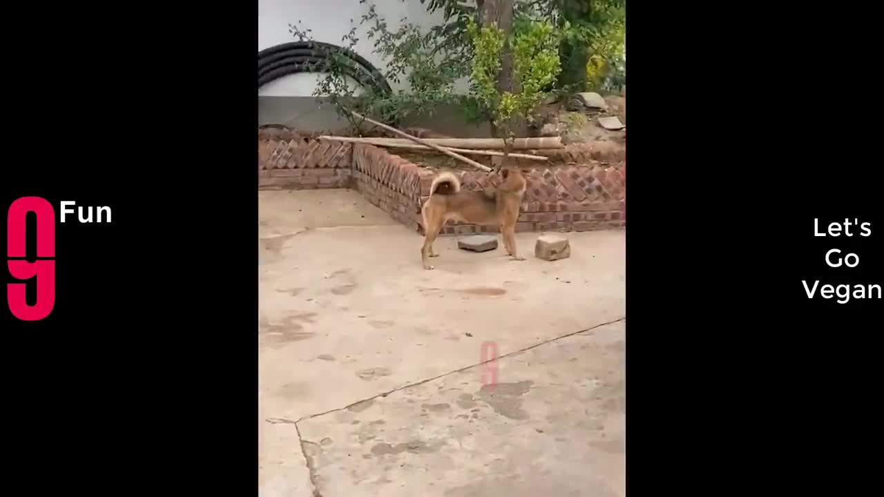 play with me!