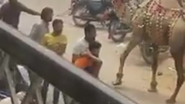 Funny camel attack