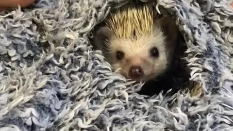 Hey! My name is Bean 🦔