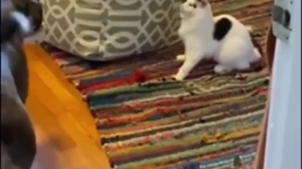 Funny cats | Amazing entertainment | Follow me