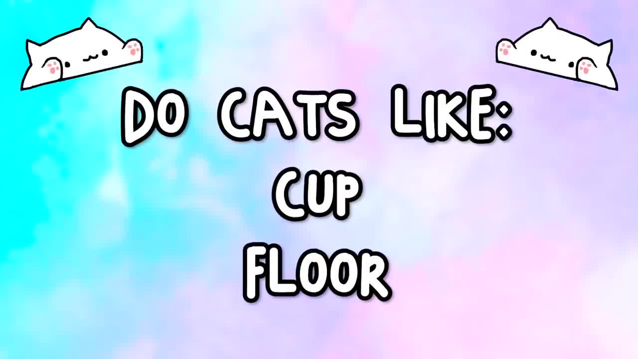 Do Cats Like Ball Pits? | Compilation