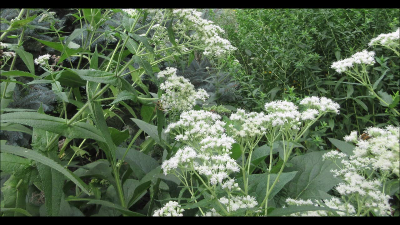 The Sweating Plant Boneset Sept 2022