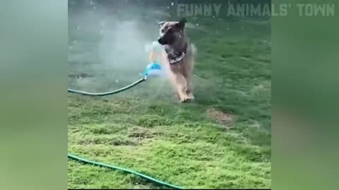 FUNNIEST CATS AND DOGS 2024