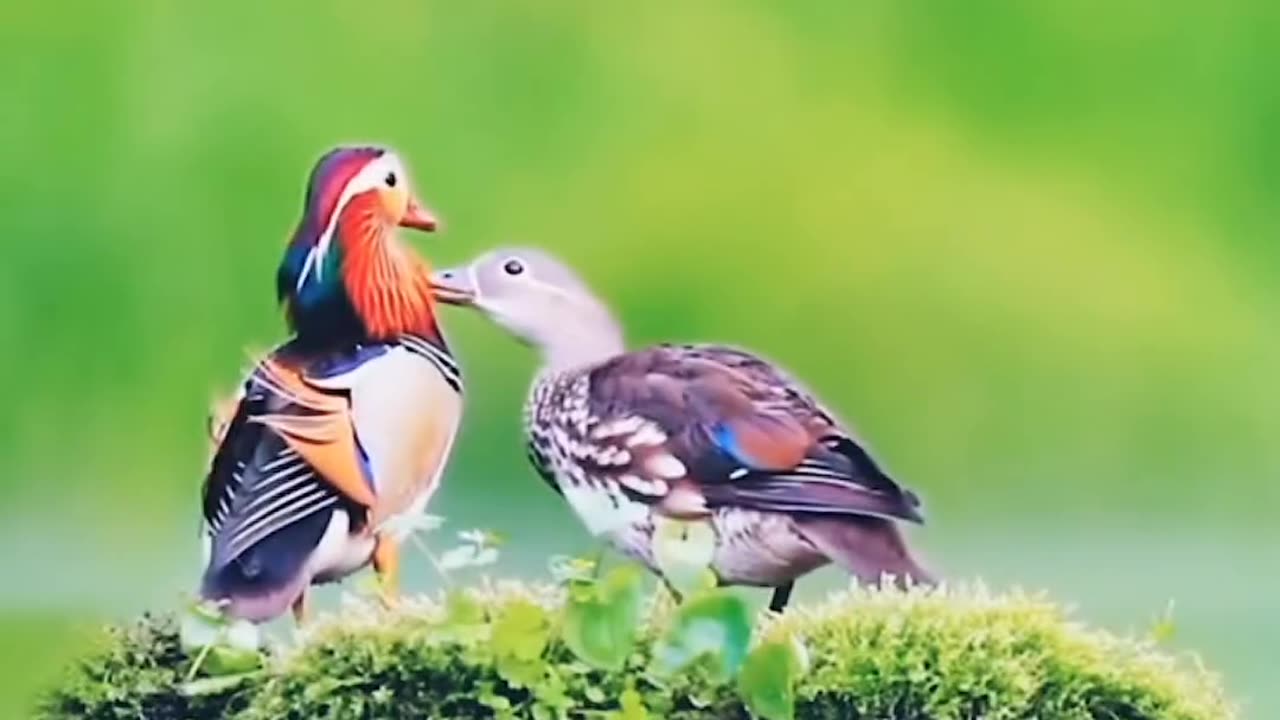 Motivational video